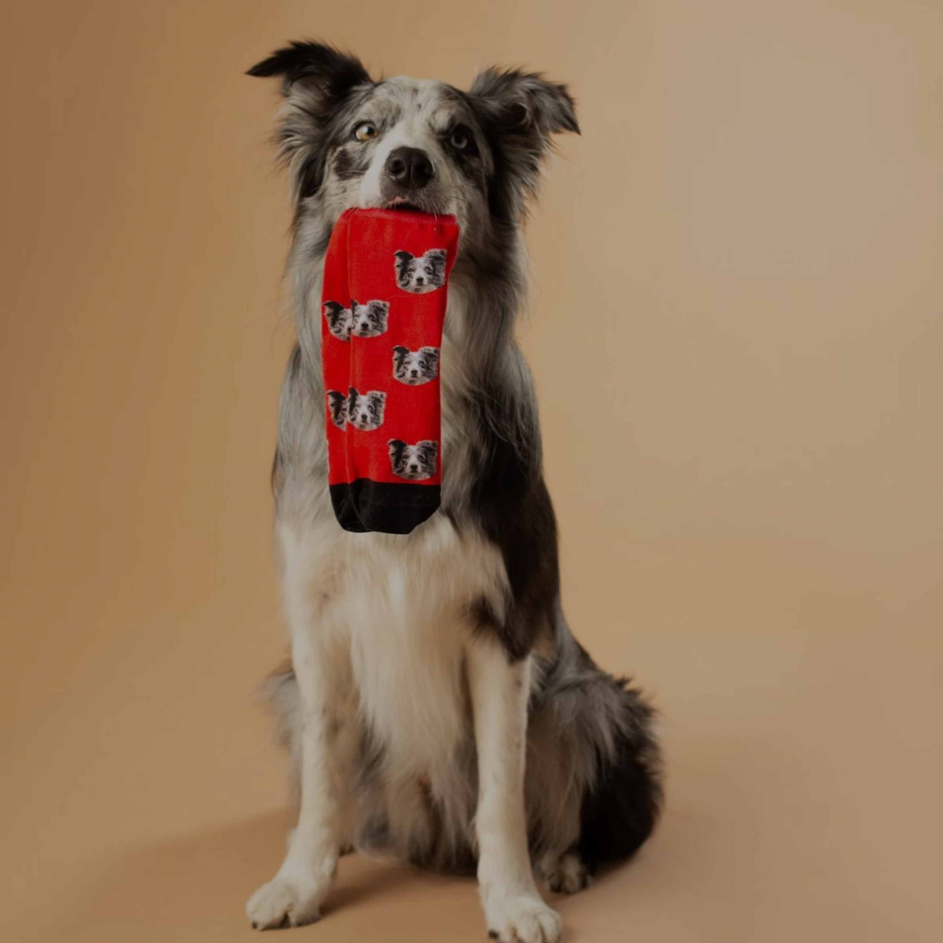 Dog holding a red toy with black patterns on a beige background
