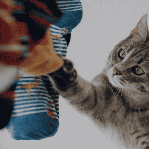 Cat playing with a toy on a white background